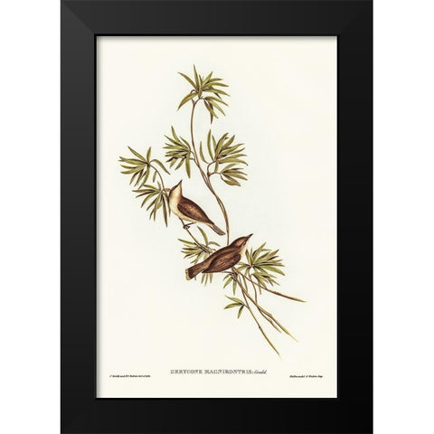 Great-billed Gerygone-Gerygone magnirostris Black Modern Wood Framed Art Print by Gould, John