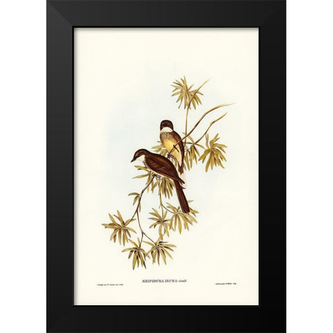 Northern Fantail-Rhipidura isura Black Modern Wood Framed Art Print by Gould, John