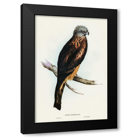 Square-tailed Kite-Milvus insures Black Modern Wood Framed Art Print with Double Matting by Gould, John