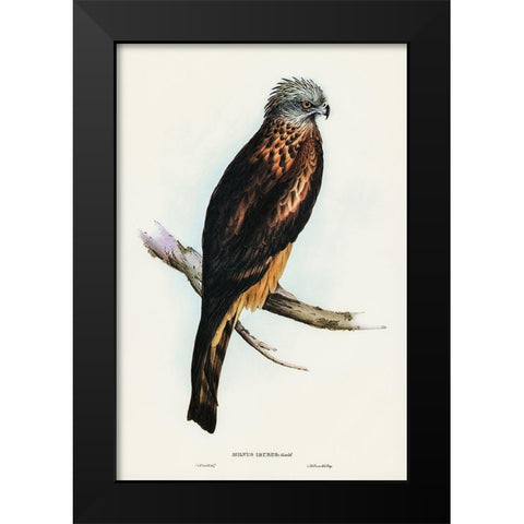 Square-tailed Kite-Milvus insures Black Modern Wood Framed Art Print by Gould, John