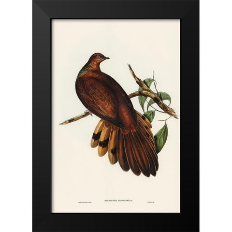Pheasant-tailed Pigeon-Macropygia Phasianella Black Modern Wood Framed Art Print by Gould, John