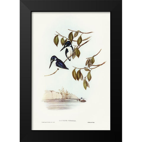 Little Kingfisher-Alcyone pasilla Black Modern Wood Framed Art Print by Gould, John