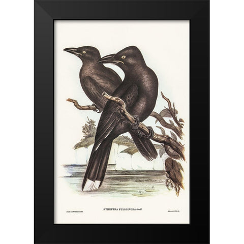 Sooty Crow-Shrike-Strepera fuliginose Black Modern Wood Framed Art Print by Gould, John