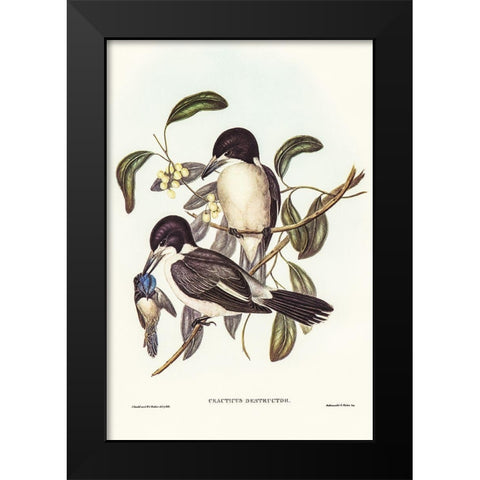 Butcher-Bird-Cracticus destructor Black Modern Wood Framed Art Print by Gould, John