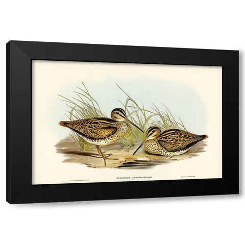 New Holland Snipe-Scolopax Australis Black Modern Wood Framed Art Print with Double Matting by Gould, John