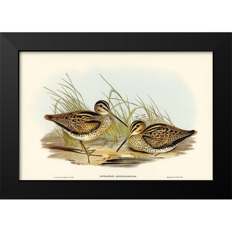New Holland Snipe-Scolopax Australis Black Modern Wood Framed Art Print by Gould, John