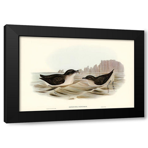 Diving Petrel-Puffinuria Urinatrix Black Modern Wood Framed Art Print by Gould, John