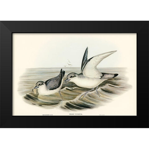Dove-like Prion-Prion Turtur Black Modern Wood Framed Art Print by Gould, John