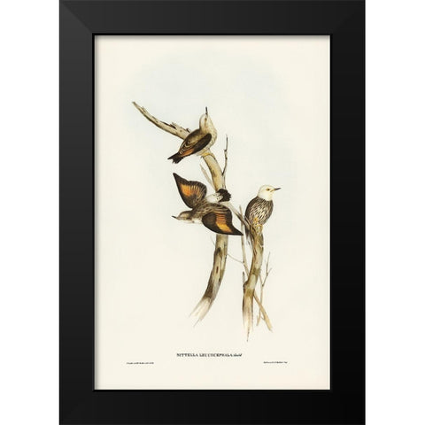 White-headed Sittella-Sittella leucocephala Black Modern Wood Framed Art Print by Gould, John