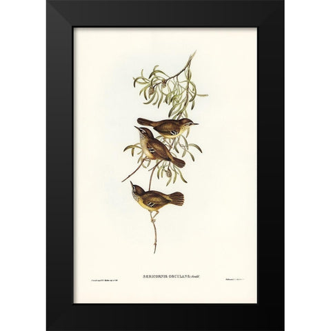 Allied Sericornis-Ericornis osculans Black Modern Wood Framed Art Print by Gould, John