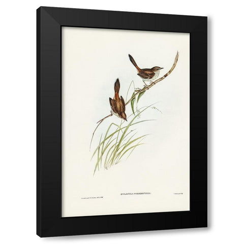 Red-rumped Wren-ylacola pyrrhopygia Black Modern Wood Framed Art Print with Double Matting by Gould, John