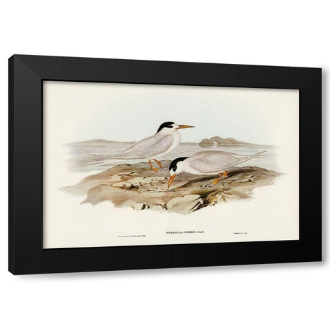 Australian Little Tern-Sternula Nereis Black Modern Wood Framed Art Print by Gould, John