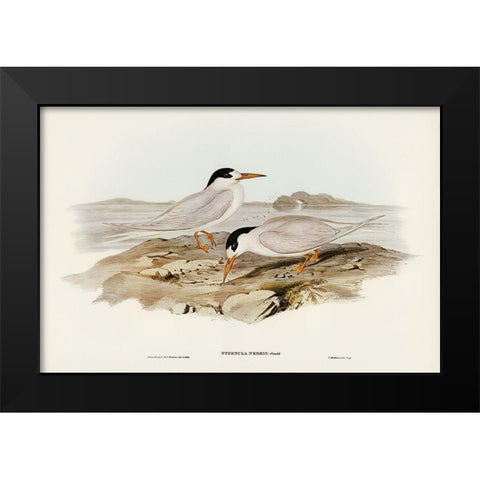 Australian Little Tern-Sternula Nereis Black Modern Wood Framed Art Print by Gould, John