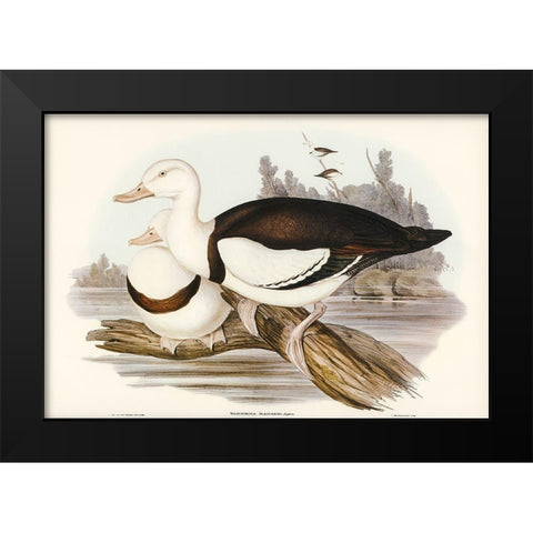 Radjah Shieldrake-Tadorna Radjah Black Modern Wood Framed Art Print by Gould, John
