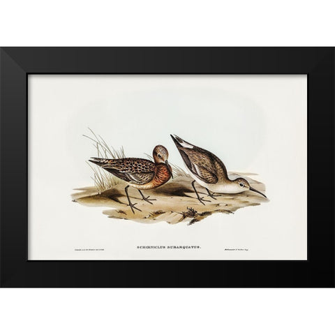 Curlew Sandpiper-Schoeniclus subarquatus Black Modern Wood Framed Art Print by Gould, John