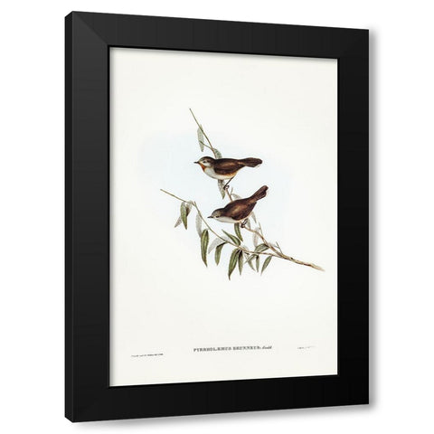 Brown Red-throat-Pyrrholaemus brunneus Black Modern Wood Framed Art Print with Double Matting by Gould, John