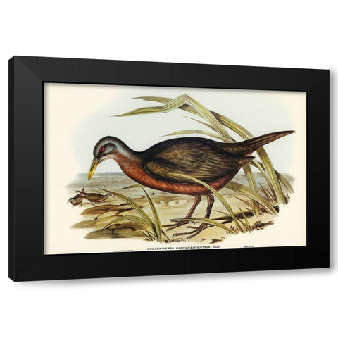 Chestnut-bellied Rail-Eulabeornis castaneoventris Black Modern Wood Framed Art Print with Double Matting by Gould, John