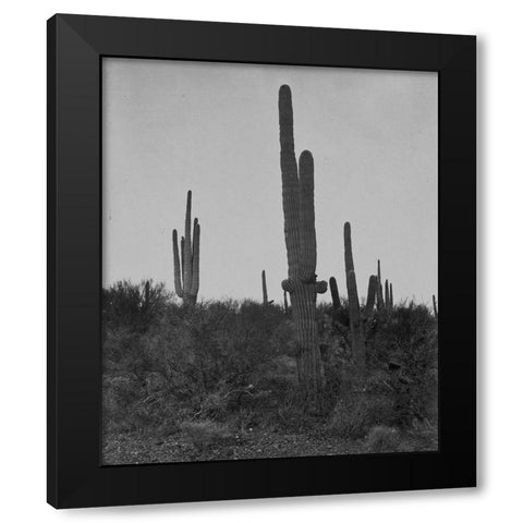 Cereus giganteus-Arizona Black Modern Wood Framed Art Print by OSullivan, Timothy H