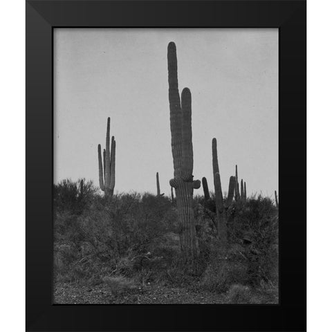 Cereus giganteus-Arizona Black Modern Wood Framed Art Print by OSullivan, Timothy H