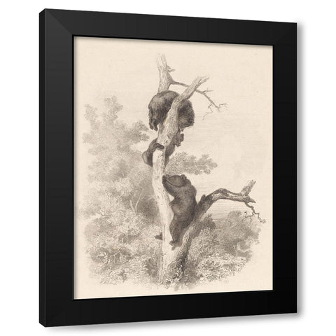 Les Ours-The Bears Black Modern Wood Framed Art Print with Double Matting by Bodmer, Karl