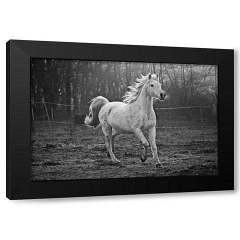 Galloping White Black Modern Wood Framed Art Print with Double Matting by The Yellowstone Collection