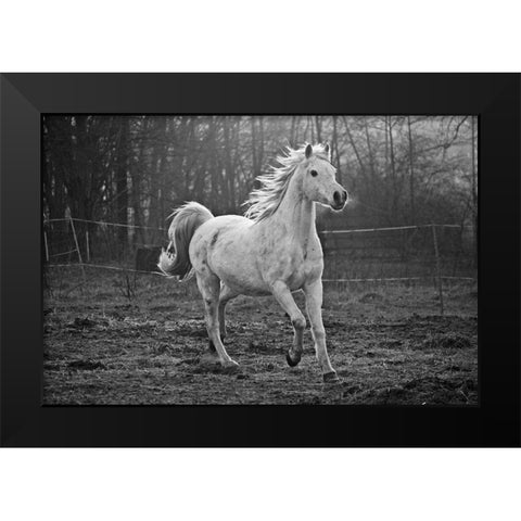 Galloping White Black Modern Wood Framed Art Print by The Yellowstone Collection