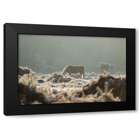 Grazing in the Shrubs Black Modern Wood Framed Art Print with Double Matting by The Yellowstone Collection