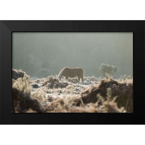 Grazing in the Shrubs Black Modern Wood Framed Art Print by The Yellowstone Collection