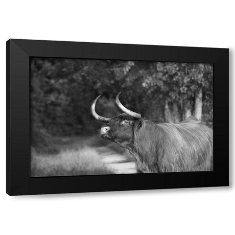 Heads Up Black Modern Wood Framed Art Print by The Yellowstone Collection