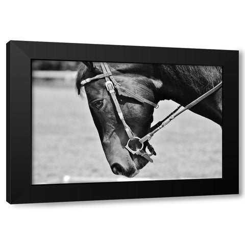 Horse in western bridle II Black Modern Wood Framed Art Print by The Yellowstone Collection