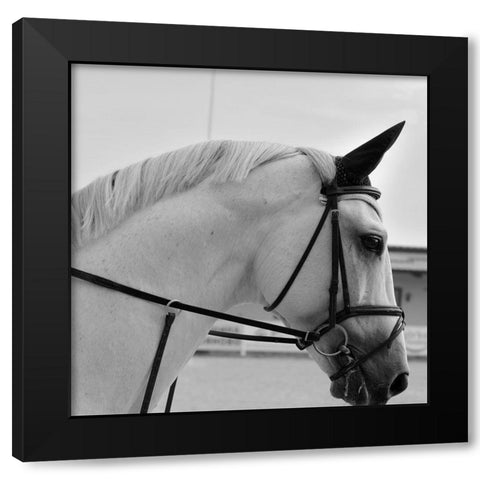 Nobility Black Modern Wood Framed Art Print by The Yellowstone Collection