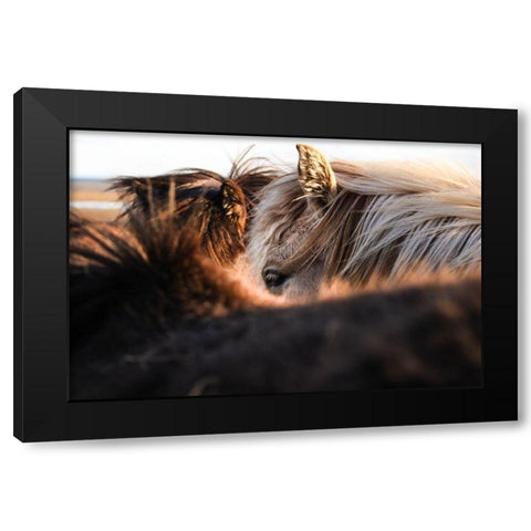 Nuzzle Black Modern Wood Framed Art Print with Double Matting by The Yellowstone Collection