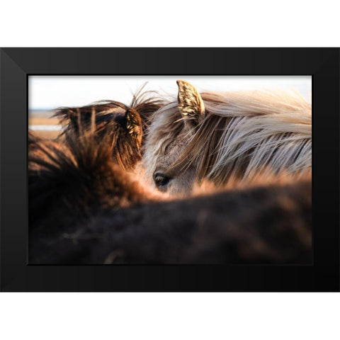 Nuzzle Black Modern Wood Framed Art Print by The Yellowstone Collection