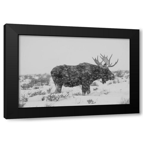 Snowy Elk Black Modern Wood Framed Art Print by The Yellowstone Collection
