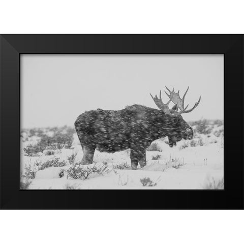 Snowy Elk Black Modern Wood Framed Art Print by The Yellowstone Collection