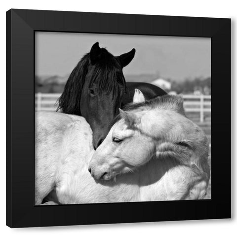 The Long Kiss Black Modern Wood Framed Art Print by The Yellowstone Collection