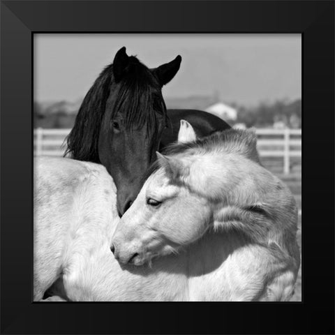 The Long Kiss Black Modern Wood Framed Art Print by The Yellowstone Collection