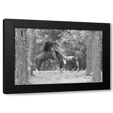 Wild Horses in the Forest Black Modern Wood Framed Art Print with Double Matting by The Yellowstone Collection