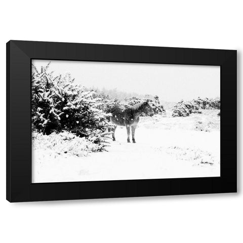Winter Chestnut Black Modern Wood Framed Art Print with Double Matting by The Yellowstone Collection