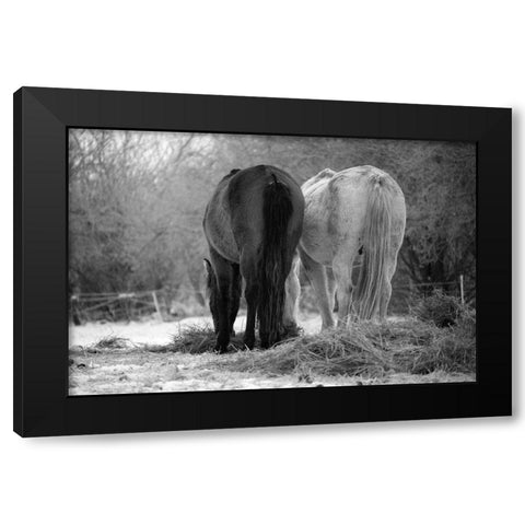 Winter Feed Black Modern Wood Framed Art Print with Double Matting by The Yellowstone Collection