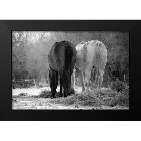 Winter Feed Black Modern Wood Framed Art Print by The Yellowstone Collection
