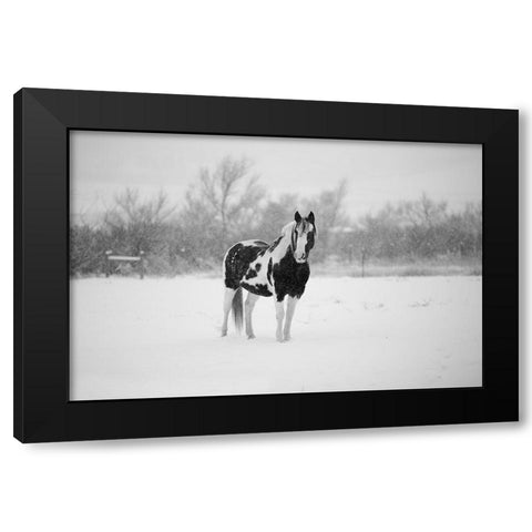 Winter Piebald Black Modern Wood Framed Art Print with Double Matting by The Yellowstone Collection