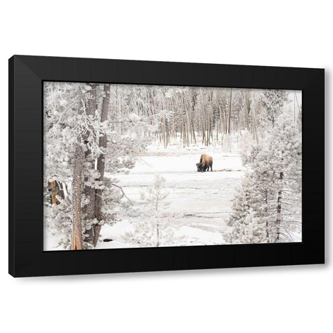 Bison in Norris Geyser Basin, Yellowstone National Park Black Modern Wood Framed Art Print with Double Matting by Frank, Jacob W.