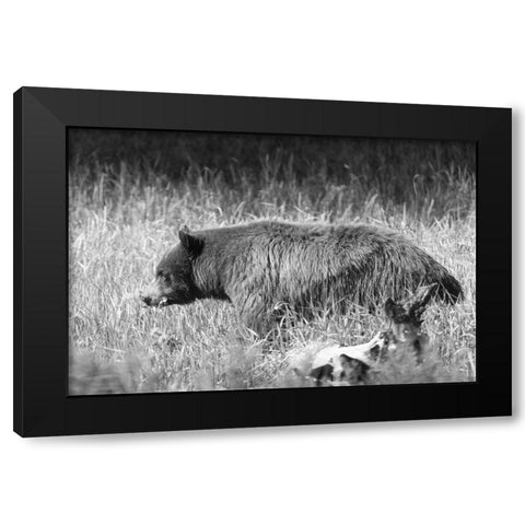 Black Bear in Yellowstone National Park Black Modern Wood Framed Art Print by Frank, Jacob W.
