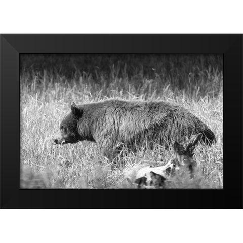 Black Bear in Yellowstone National Park Black Modern Wood Framed Art Print by Frank, Jacob W.