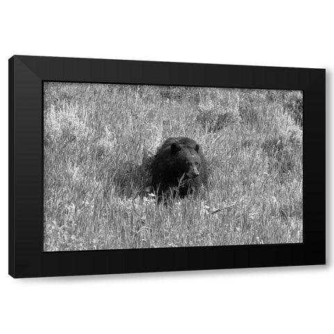 Black Bear in Lamar Valley, Yellowstone National Park Black Modern Wood Framed Art Print with Double Matting by The Yellowstone Collection