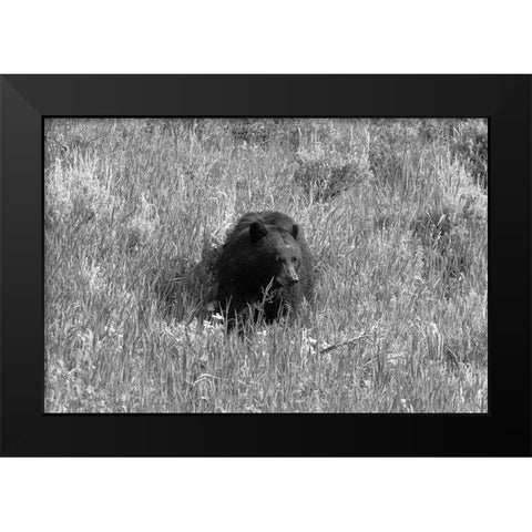 Black Bear in Lamar Valley, Yellowstone National Park Black Modern Wood Framed Art Print by The Yellowstone Collection