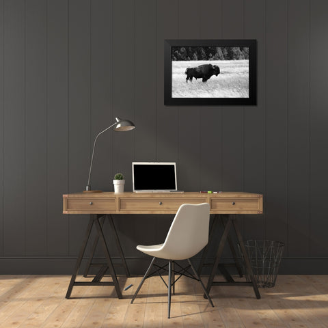 Bull Bison in Lower Geyser Basin, Yellowstone National Park Black Modern Wood Framed Art Print by Frank, Jacob W.