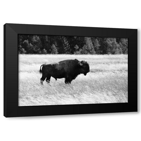 Bull Bison in Lower Geyser Basin, Yellowstone National Park Black Modern Wood Framed Art Print with Double Matting by Frank, Jacob W.