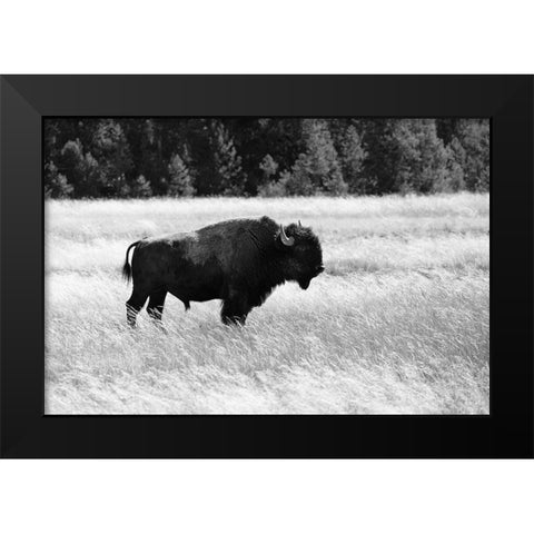 Bull Bison in Lower Geyser Basin, Yellowstone National Park Black Modern Wood Framed Art Print by Frank, Jacob W.